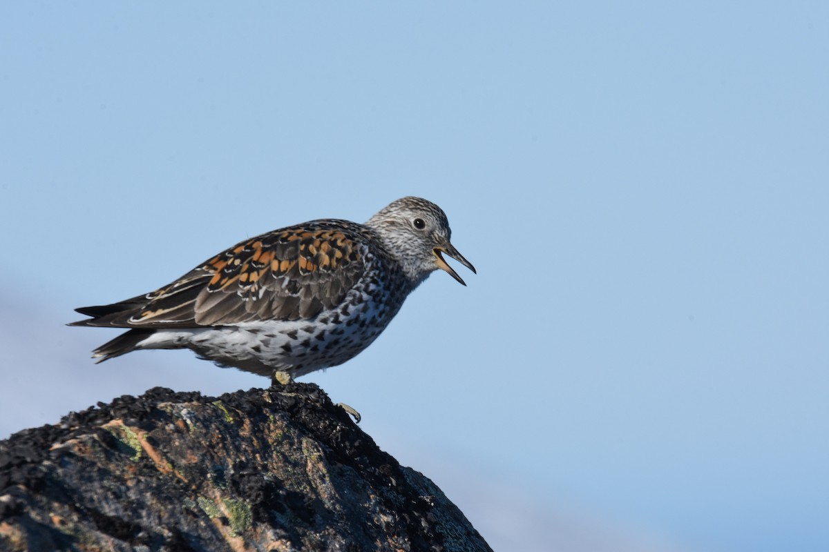 Surfbird - Andy Bankert