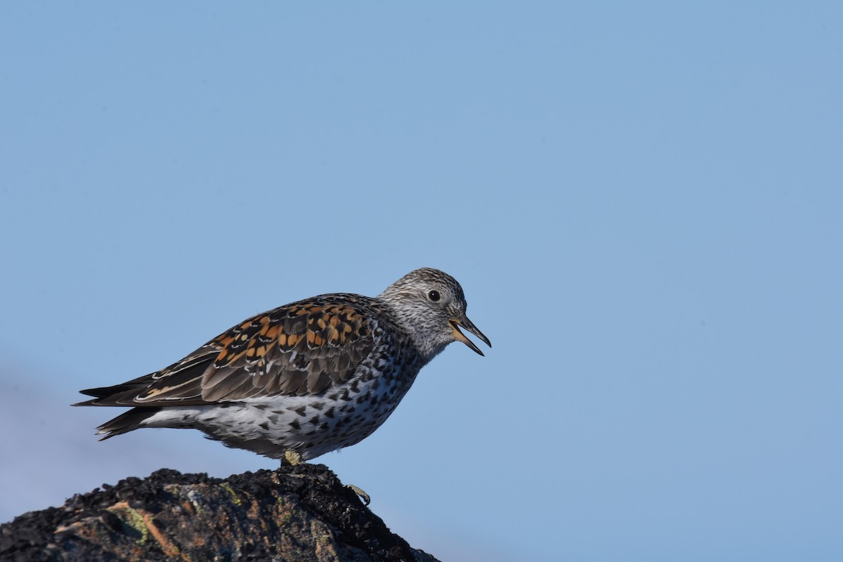 Surfbird - Andy Bankert