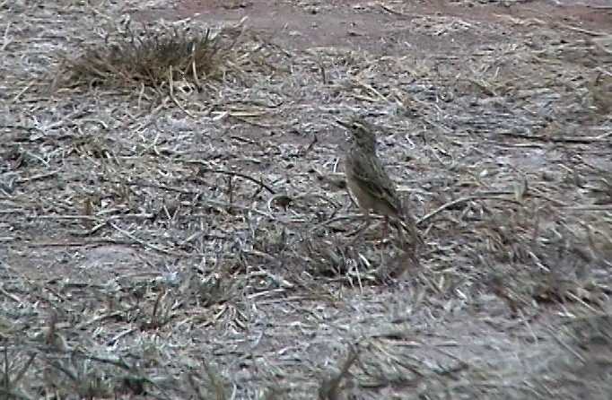 African Pipit (African) - ML343288681