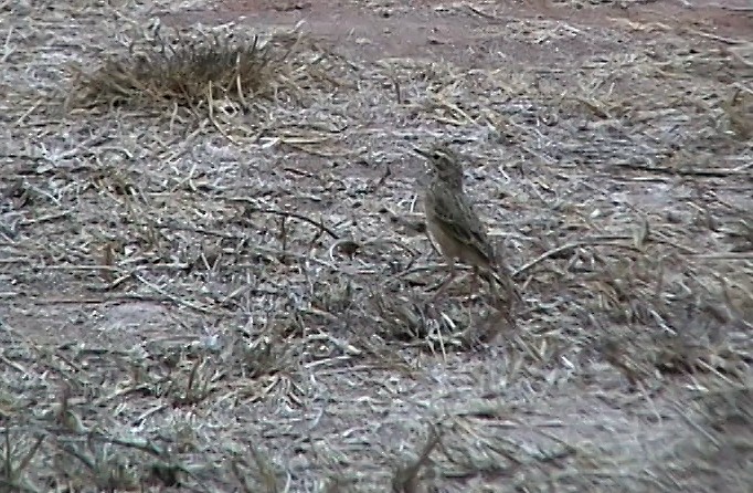 African Pipit (African) - Josep del Hoyo