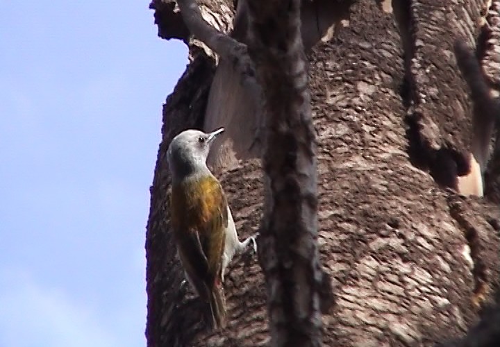 Mountain Gray Woodpecker - ML343292961