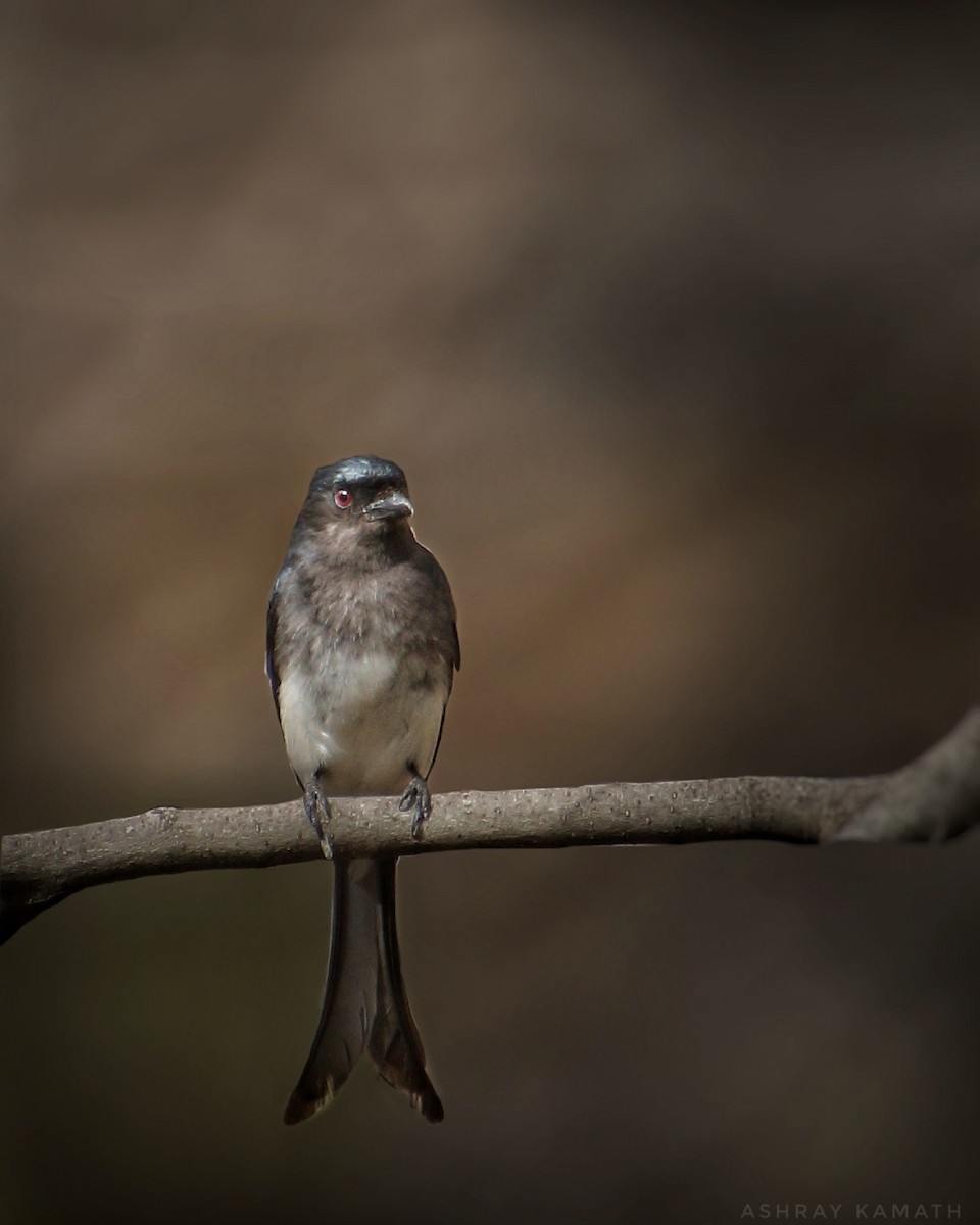 White-bellied Drongo - ML343293351