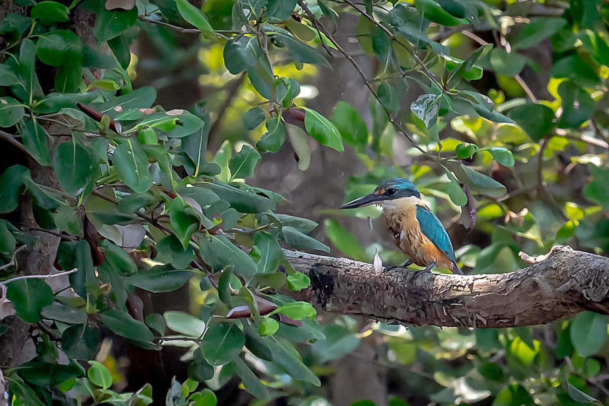 Sacred Kingfisher - Pattaraporn Vangtal