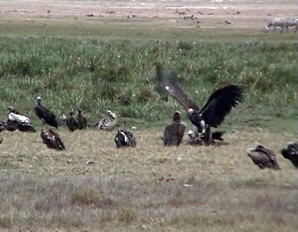 Lappet-faced Vulture - ML343299031