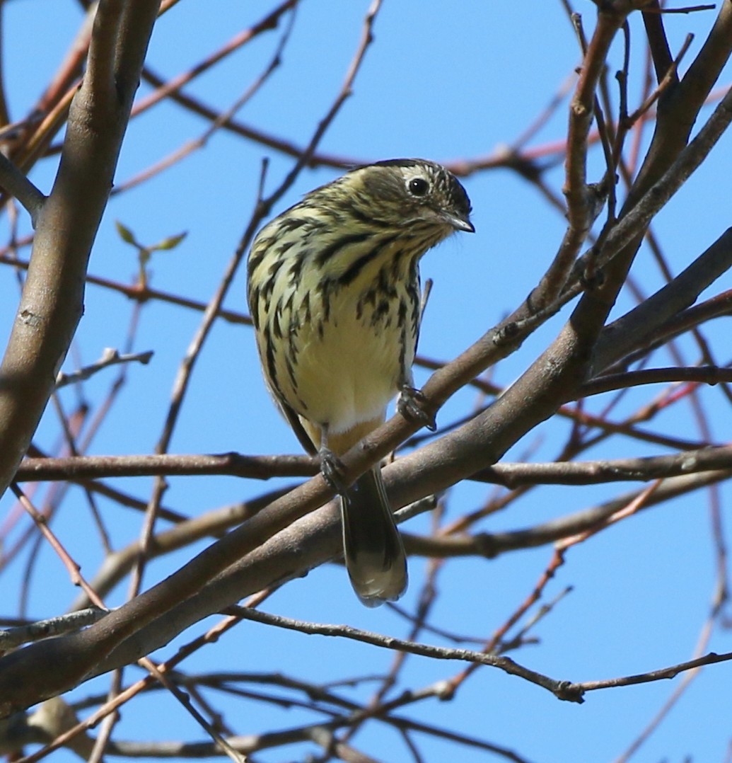 Speckled Warbler - ML343299511