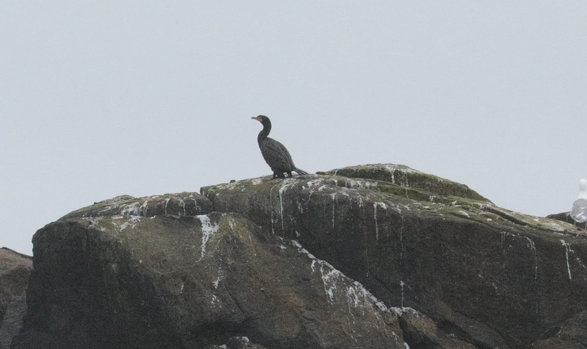 Cormoran à aigrettes - ML343299621