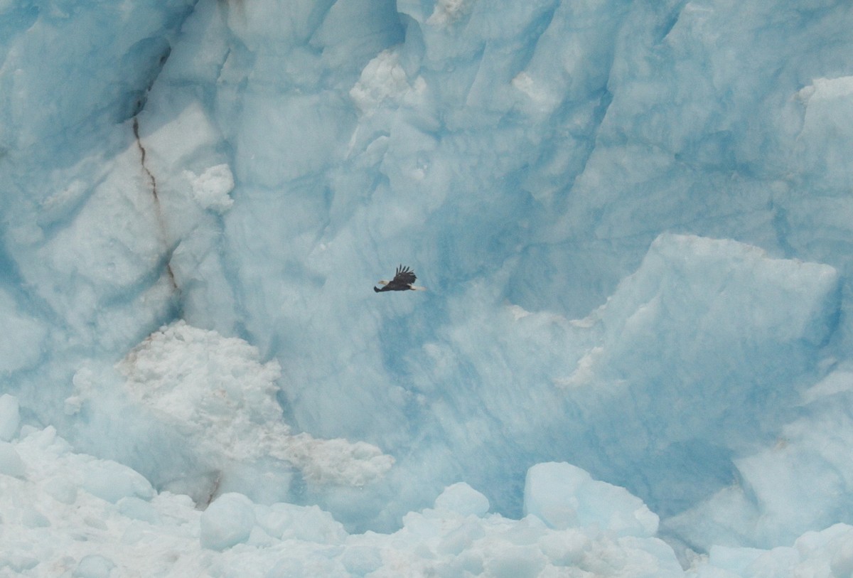 Bald Eagle - ML343299661