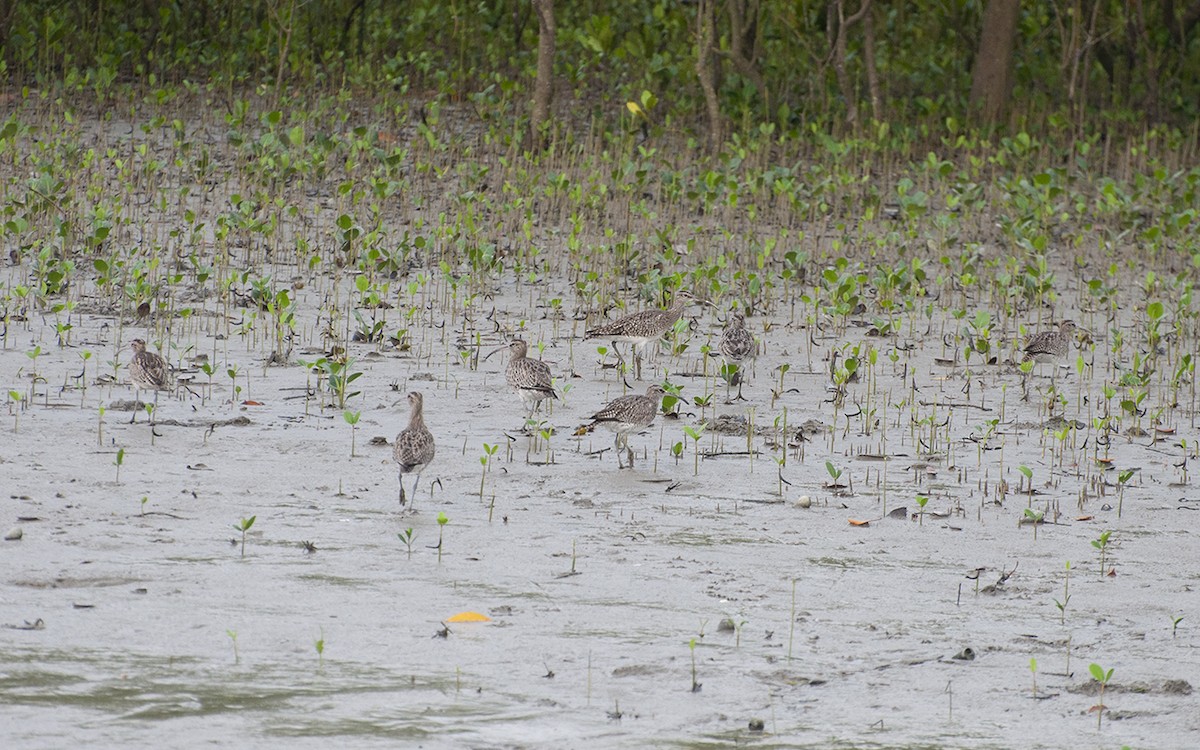 Regenbrachvogel - ML343300421