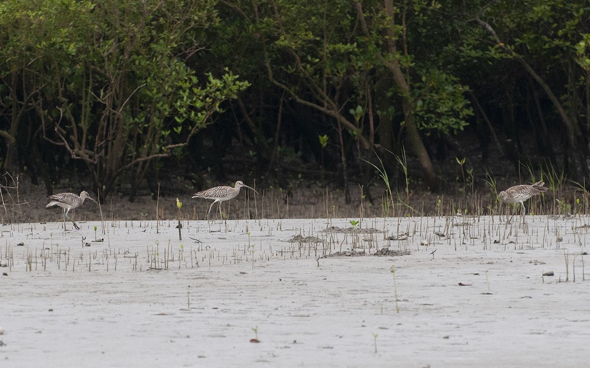 Regenbrachvogel - ML343300431