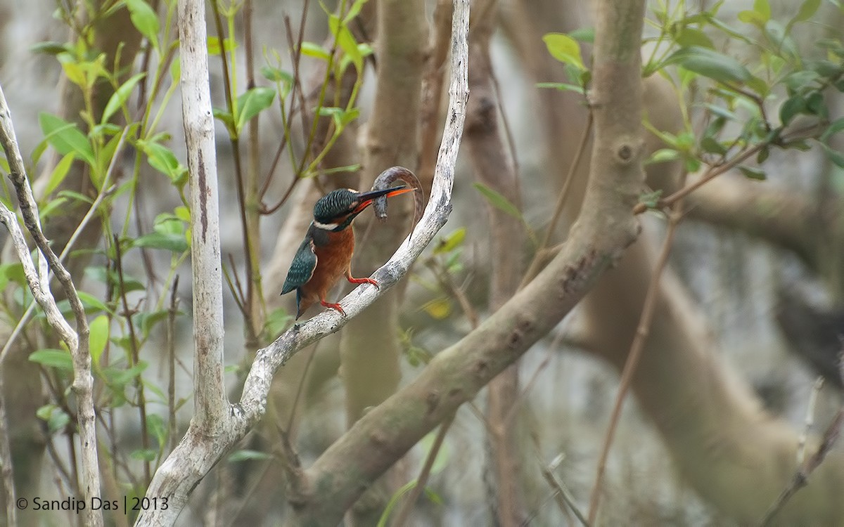 Common Kingfisher - ML343300811