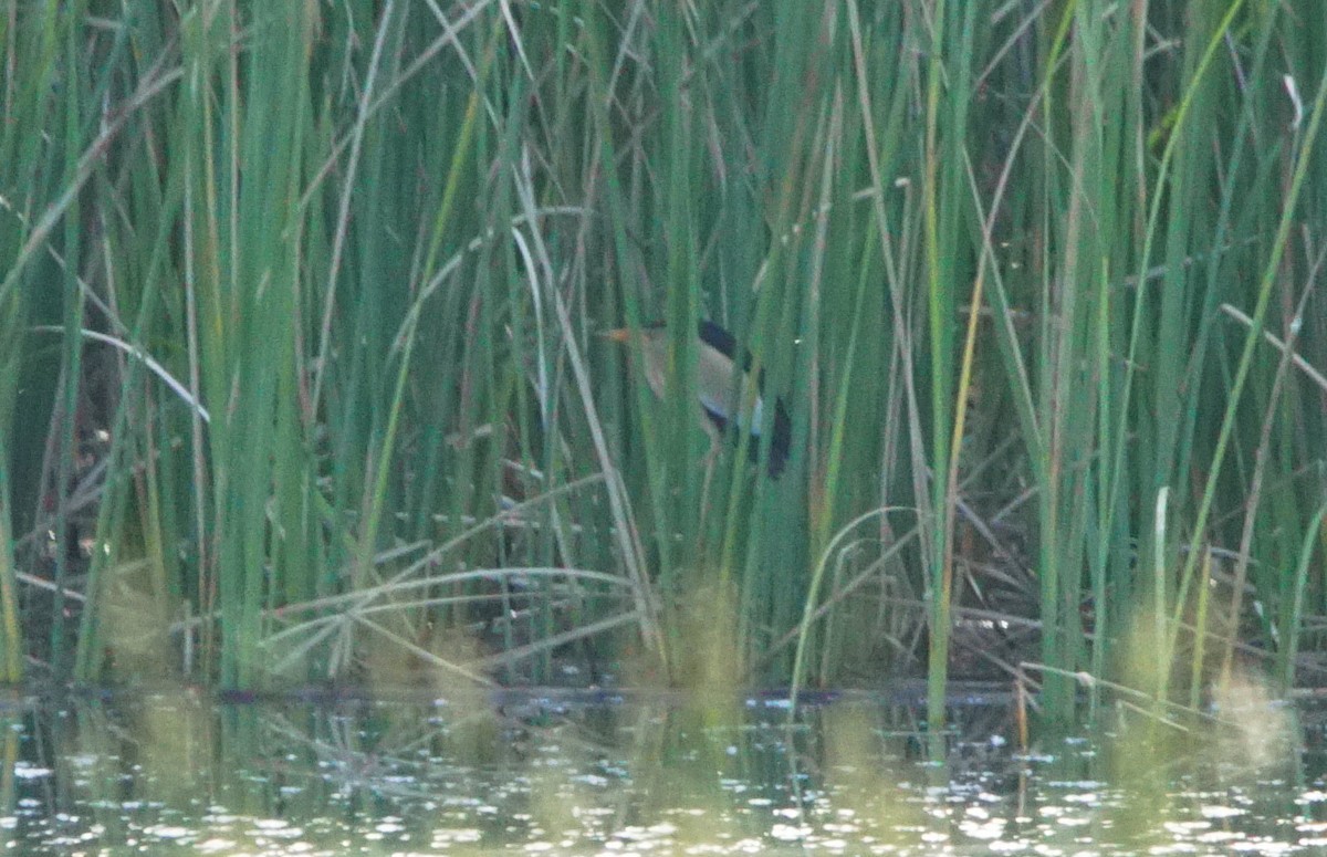 Little Bittern - ML343301201