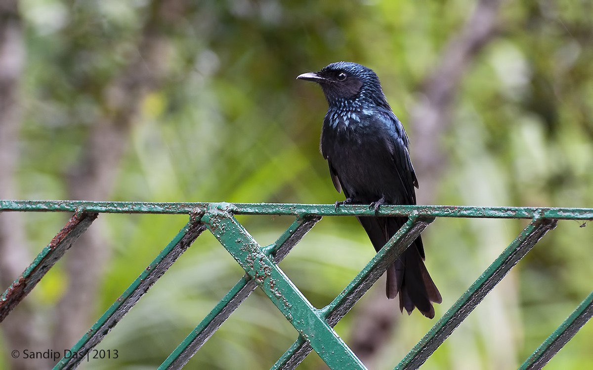 Drongo bronzé - ML343301531