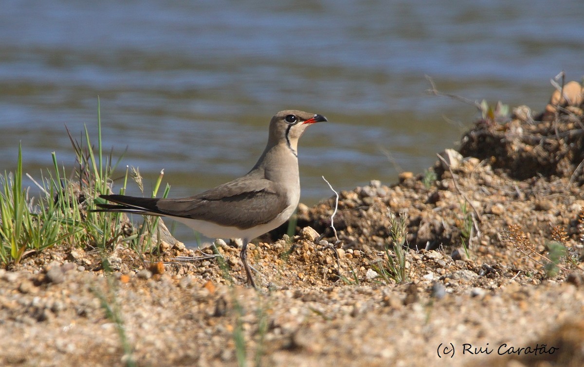 Collared Pratincole - ML343301821