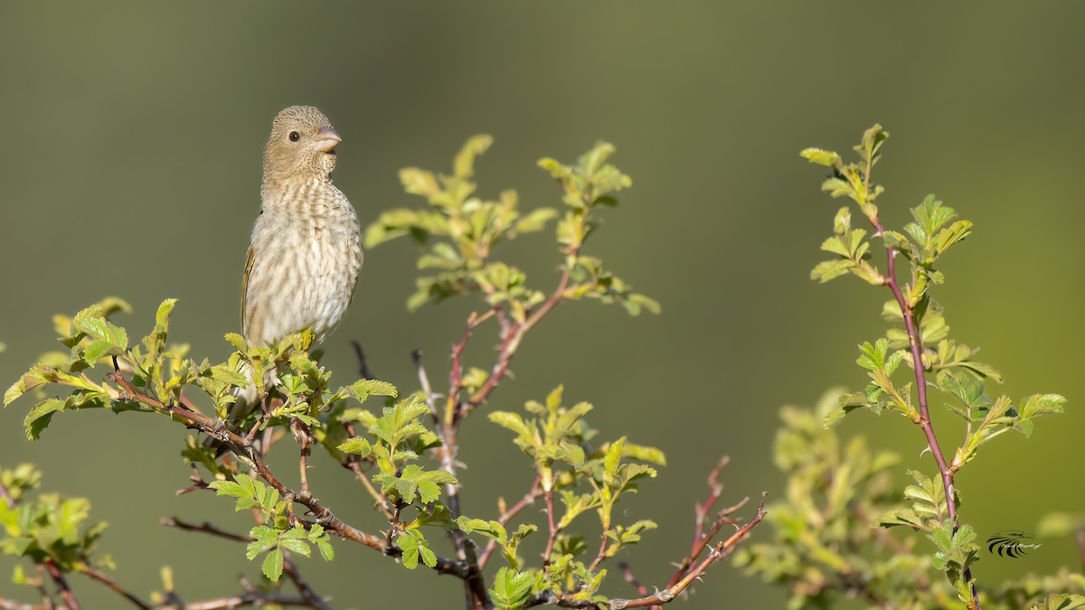 Common Rosefinch - ML343302561