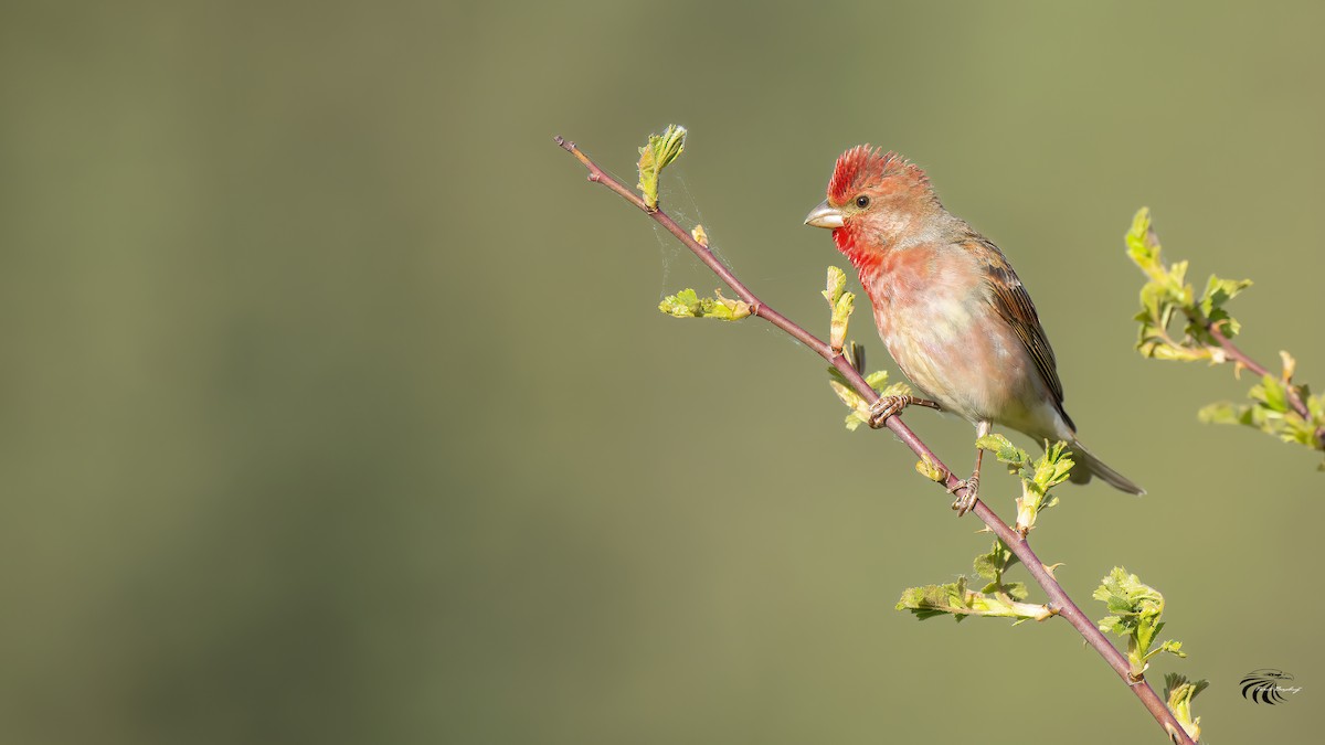 Common Rosefinch - ML343302581