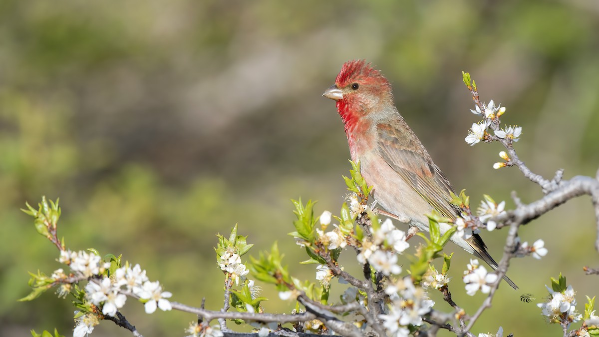 Common Rosefinch - ML343302591