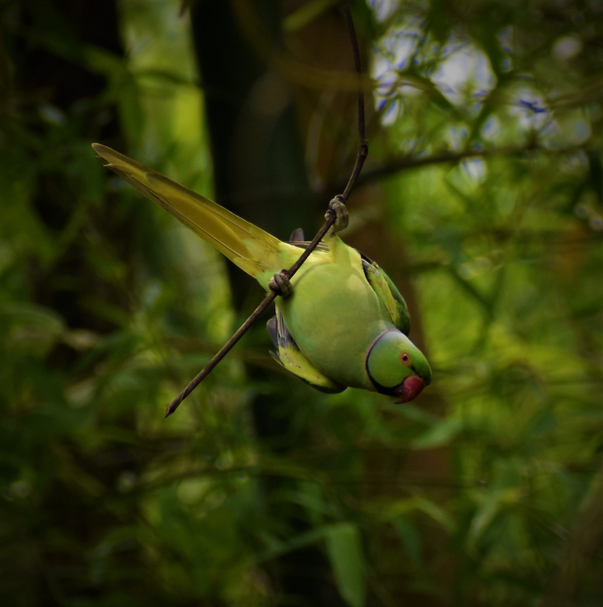 Rose-ringed Parakeet - ML343302651