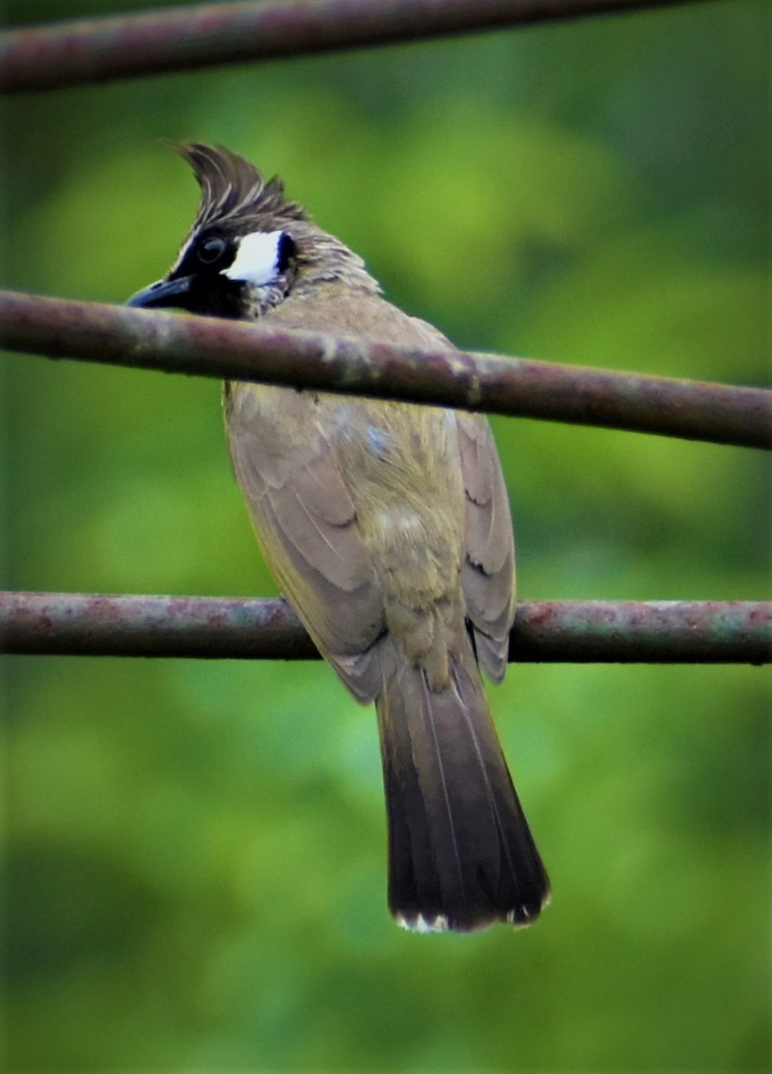 Himalayan Bulbul - ML343302681