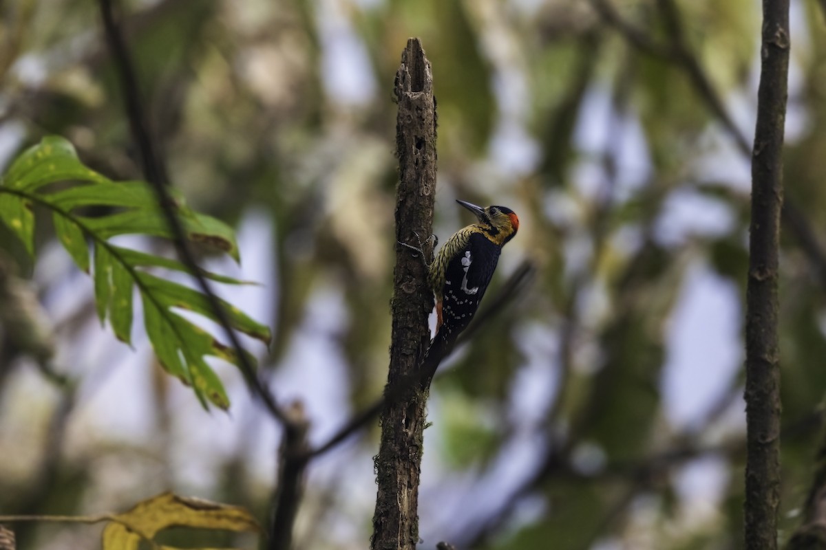 Darjeeling Woodpecker - ML343303501