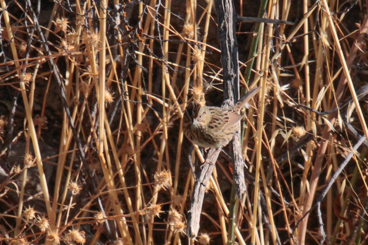 Lincoln's Sparrow - ML34330361