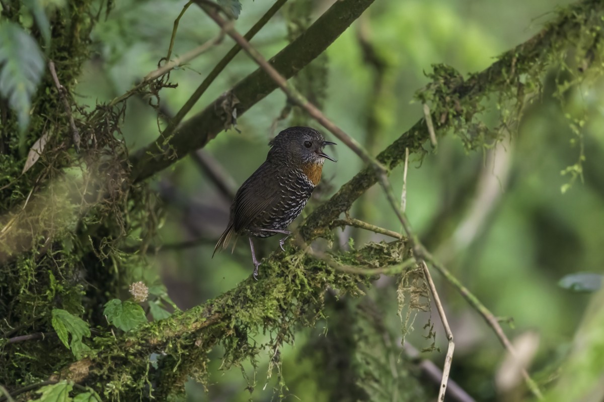 Mishmi Wren-Babbler - ML343304351