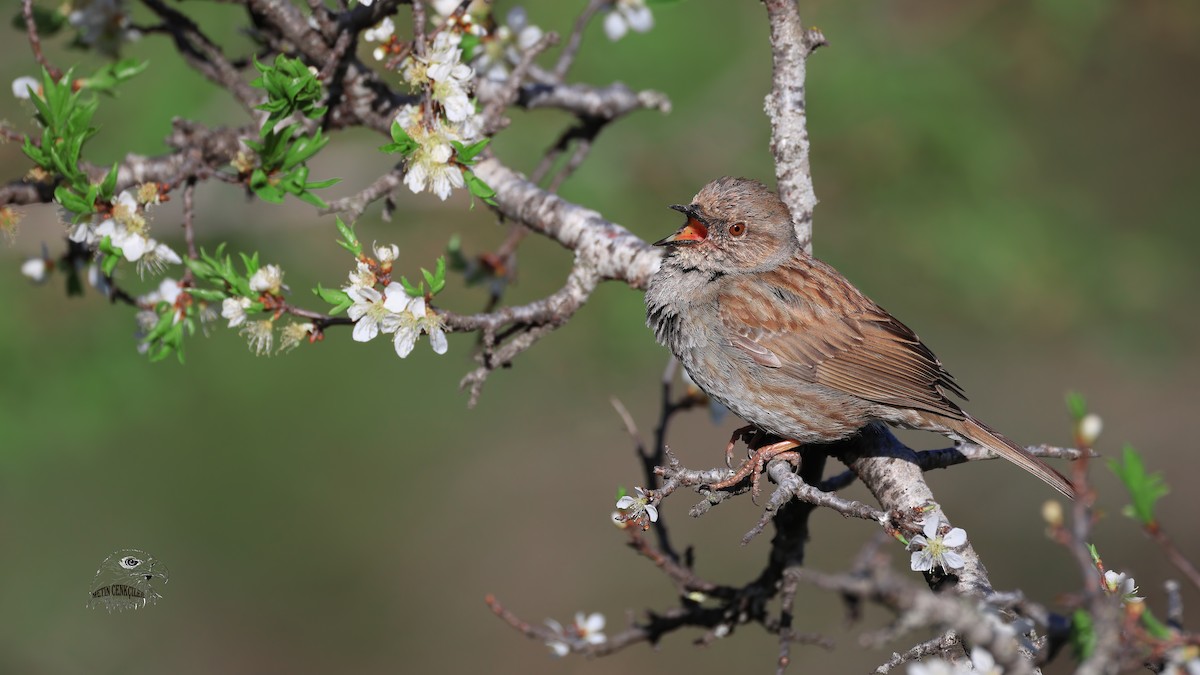 Dunnock - ML343304931