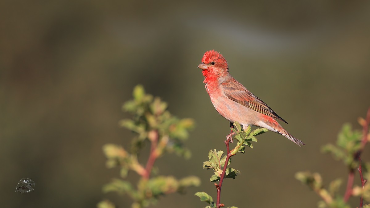 Common Rosefinch - ML343305001