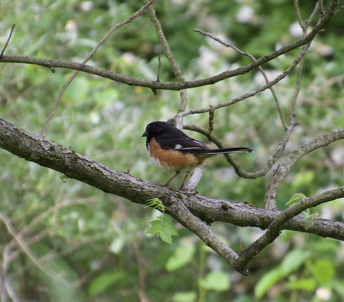 Eastern Towhee - ML343305181