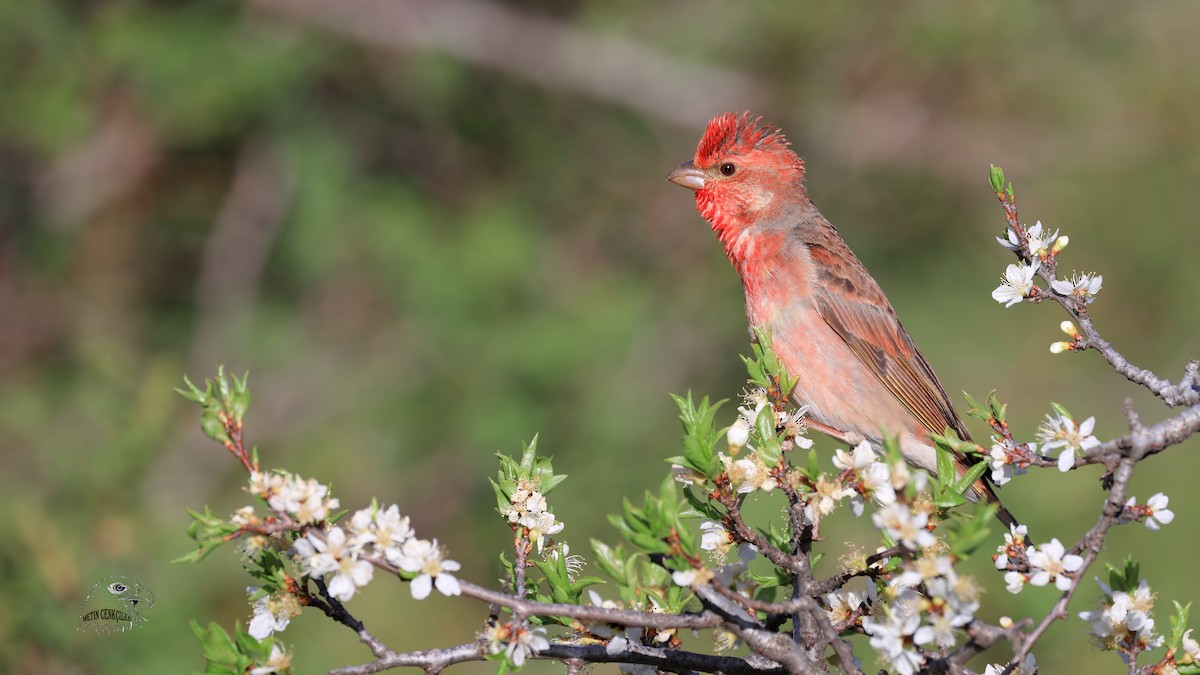 Common Rosefinch - ML343305201