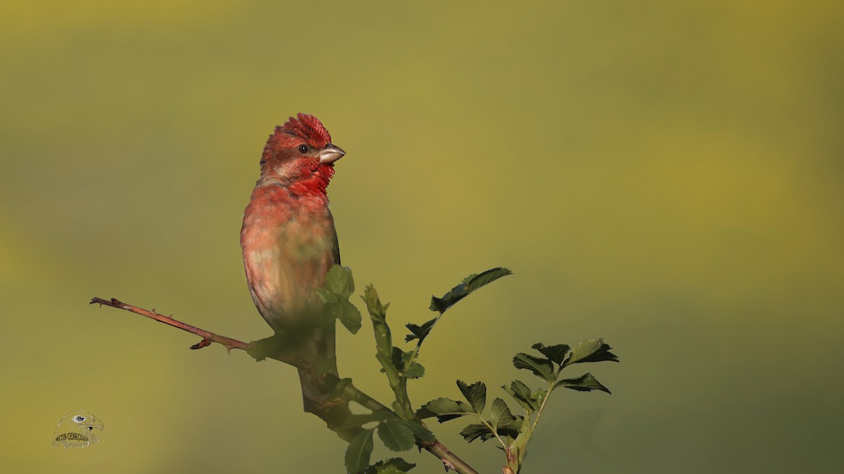 Common Rosefinch - ML343305221
