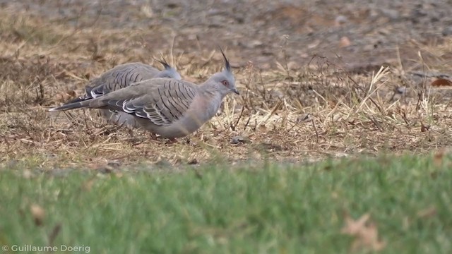 Crested Pigeon - ML343305231