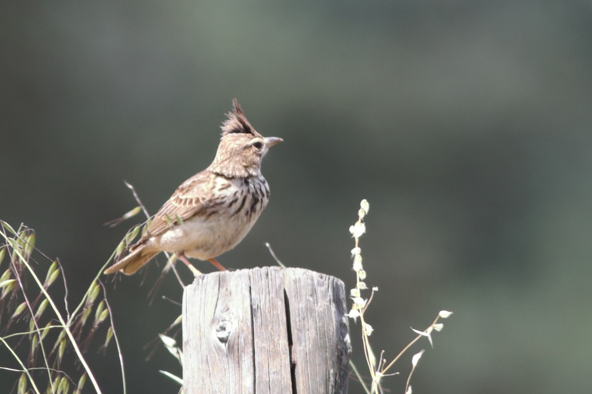 Crested Lark - ML343305581