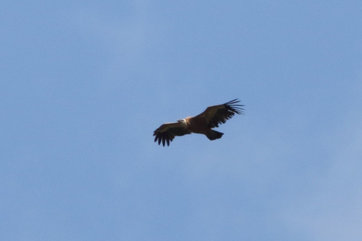 Eurasian Griffon - ML343305671
