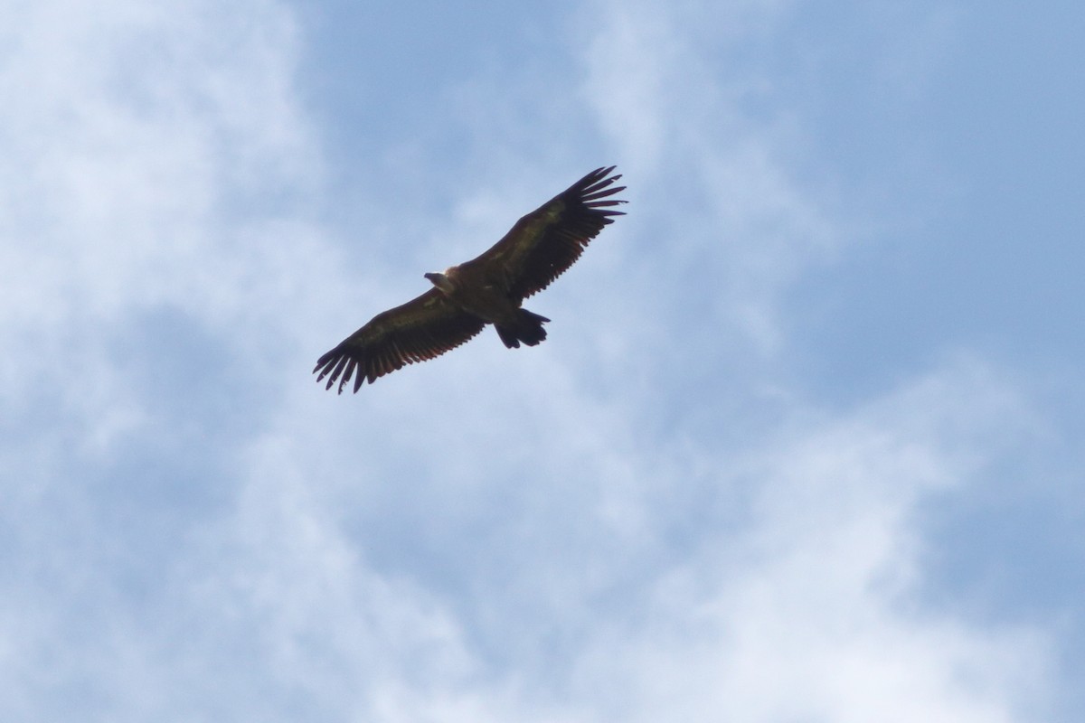 Eurasian Griffon - ML343305681