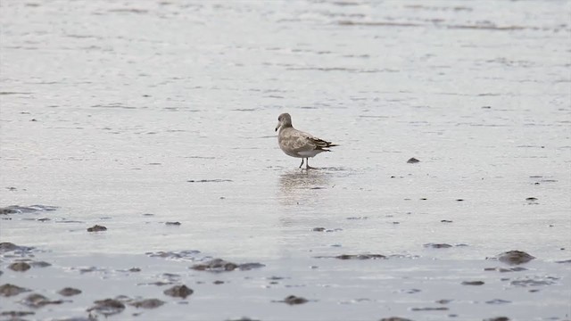 Хар сүүлт цахлай - ML343307681