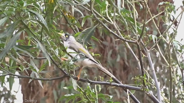 Noisy Miner - ML343307731