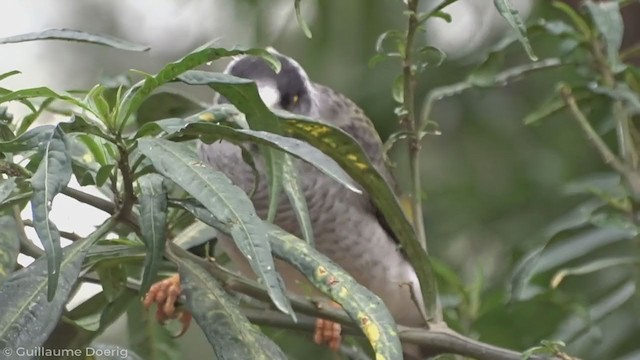 Noisy Miner - ML343308031