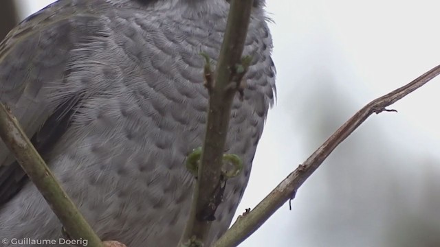 Noisy Miner - ML343308111