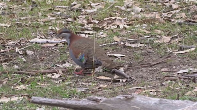 Brush Bronzewing - ML343309351