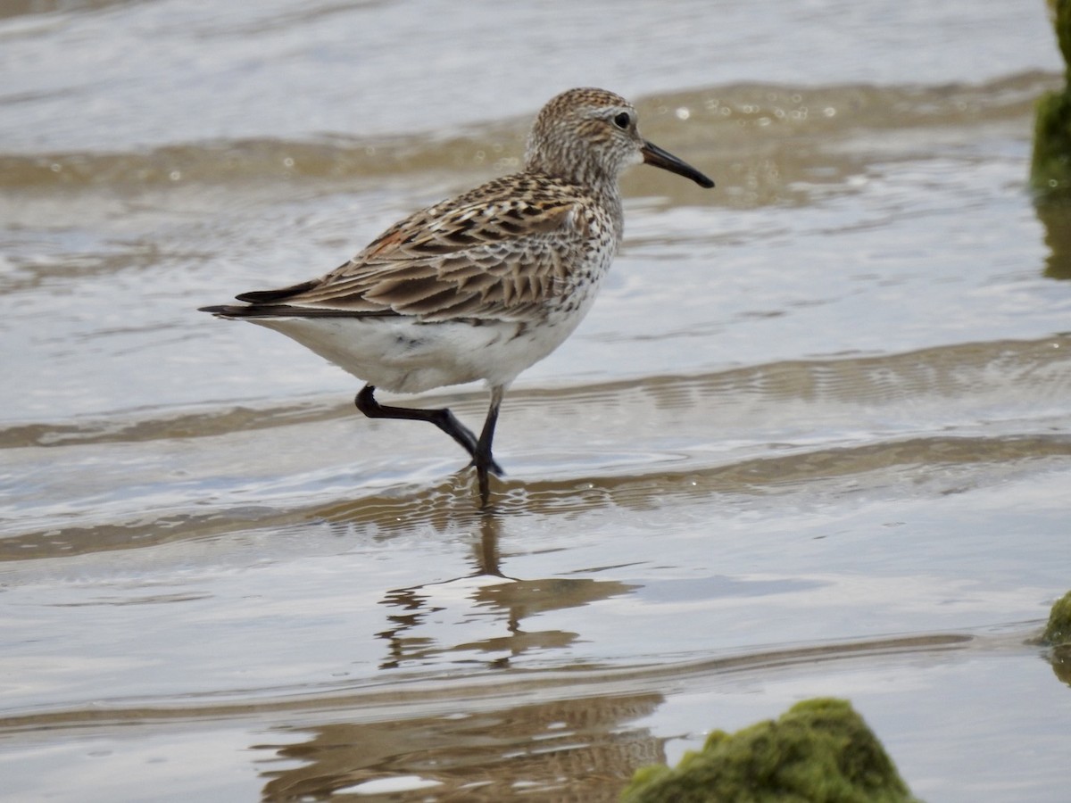 White-rumped Sandpiper - Christopher Daniels