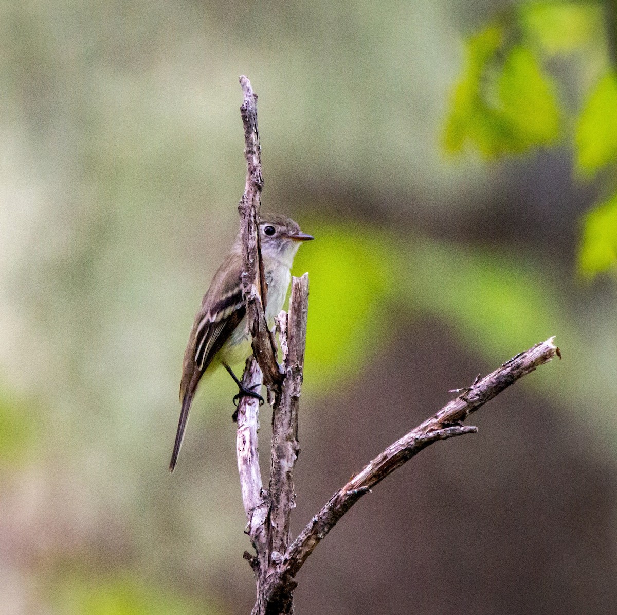 Least Flycatcher - ML343311991