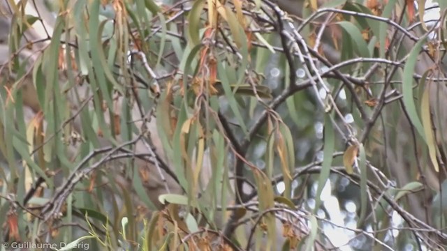 White-eared Honeyeater - ML343312551