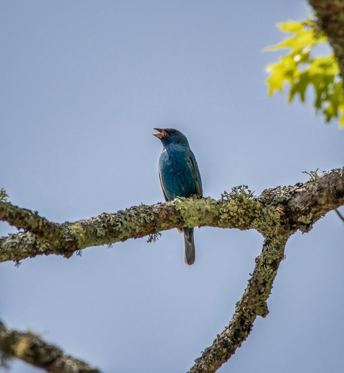 Indigo Bunting - ML343312921