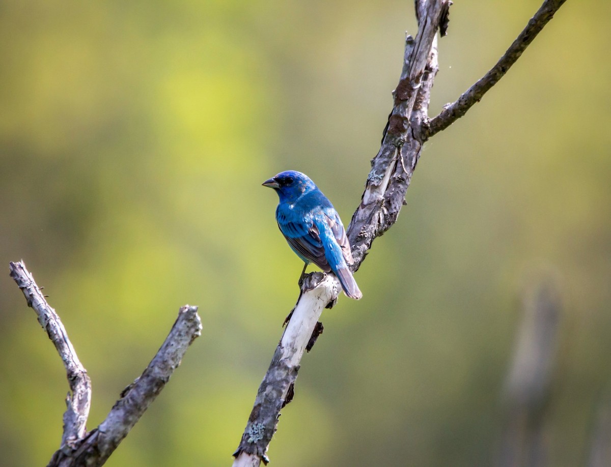 Indigo Bunting - ML343312931