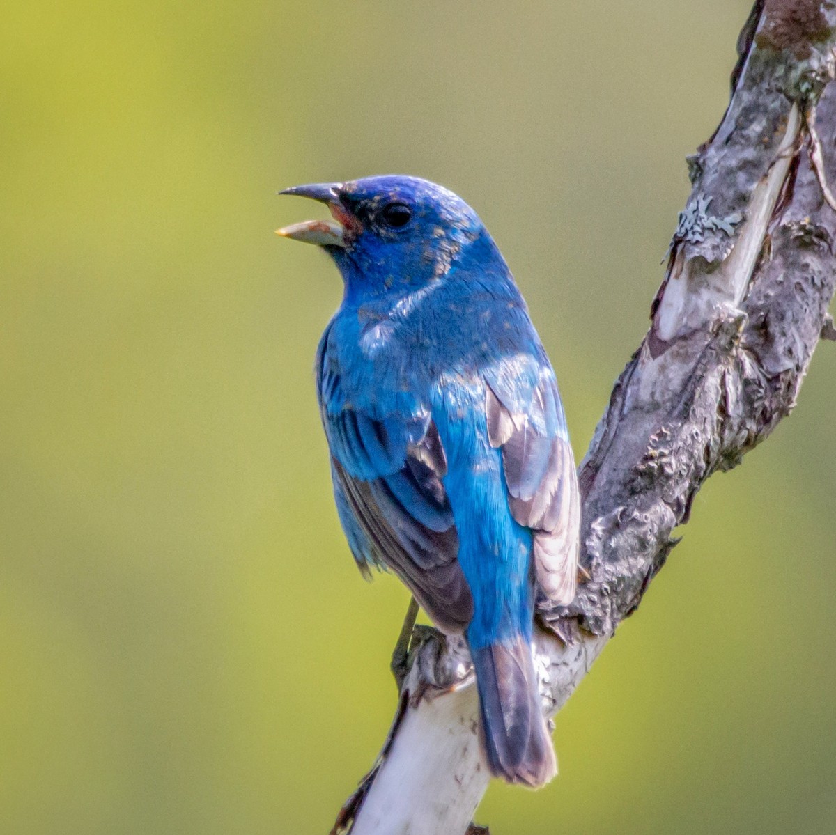 Indigo Bunting - ML343312941