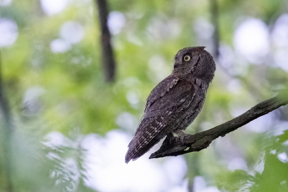 Eurasian Scops-Owl - ML343313811