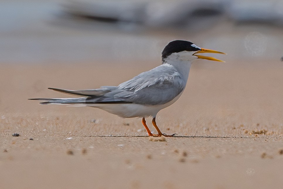 Little Tern - Ngoc Sam Thuong Dang