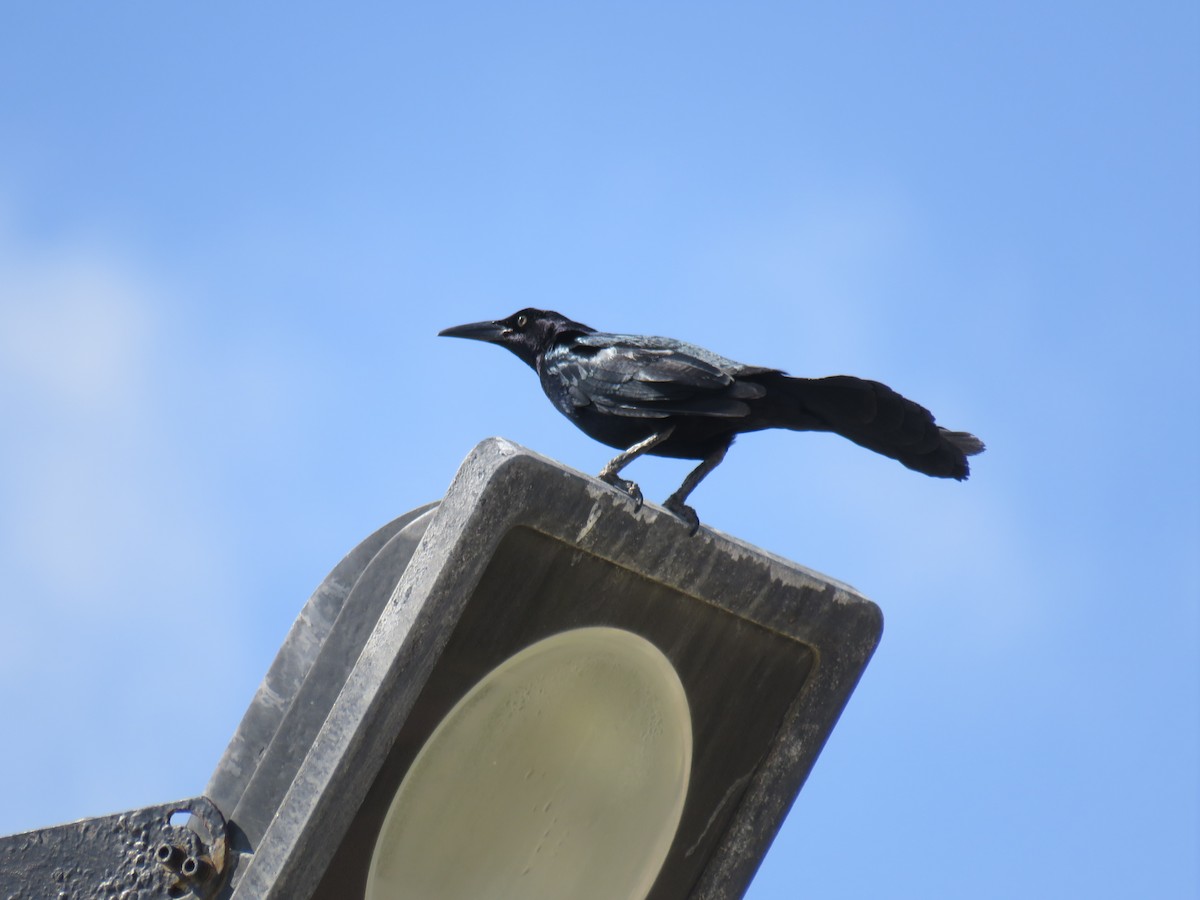 Great-tailed Grackle - ML343315181
