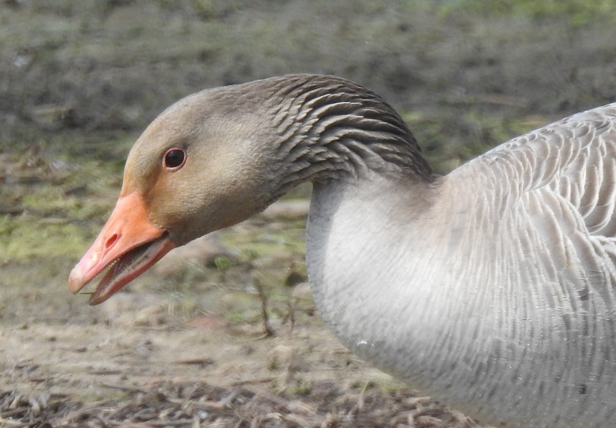 Graylag Goose - ML343316191