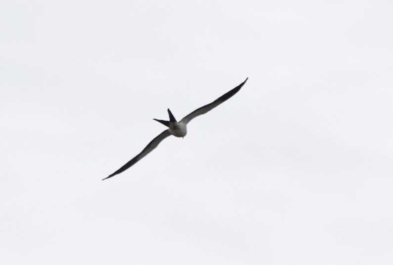 Swallow-tailed Kite - Alison Newberry
